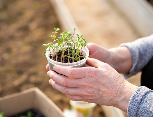 Horticultural Therapy for Seniors: Cultivating Cognitive Reserve