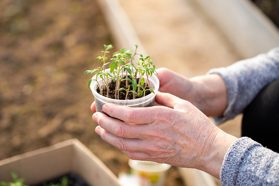Starting small with indoor tabletop planting is an excellent way to practice horticultural therapy for seniors at home, encouraging sensory engagement right on a windowsill.